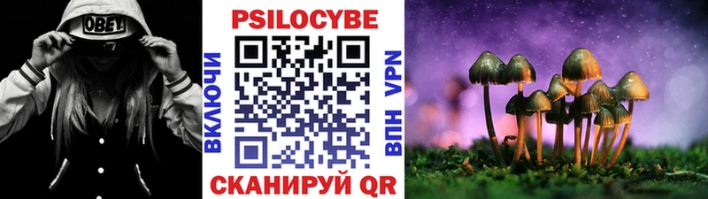 Псилоцибиновые грибы Cubensis  Сусуман 